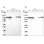 Western blot analysis using Anti-HSP90AB1 antibody HPA072606 (A) shows similar pattern to independent antibody HPA074351 (B).