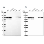 Western blot analysis using Anti-HSP90AB1 antibody HPA072606 (A) shows similar pattern to independent antibody HPA074351 (B).