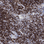 Anti-GPR65 Antibody
