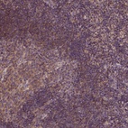 Anti-CPNE1 Antibody