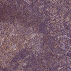 Anti-CPNE1 Antibody