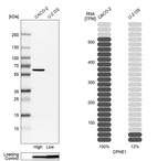Western blot analysis in human cell lines Caco-2 and U2OS using Anti-CPNE1 antibody. Corresponding CPNE1 RNA-seq data are presented for the same cell lines. Loading control: Anti-PFN1.