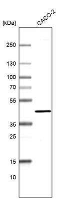 Western blot analysis in human cell line CACO-2.
