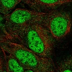 Immunofluorescent staining of human cell line U-2 OS shows localization to nucleoplasm & cytosol.