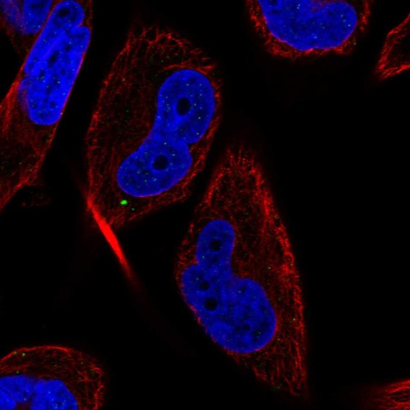 Anti-MAP1LC3C Antibody