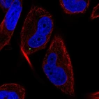 Anti-MAP1LC3C Antibody