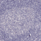 Immunohistochemical staining of human tonsil shows no nuclear positivity in germinal center cells as expected.