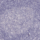 Anti-TBX19 Antibody