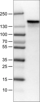 Lane 1: Marker [kDa]_br/_Lane 2:Human cell line U-251 MG