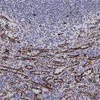 Immunohistochemical staining of human spleen shows high expression.
