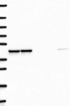 Anti-DNAJB12 Antibody