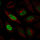 Immunofluorescence staining in HeLa cell line with Anti-ANLN monoclonal antibody, showing cell cycle dependent nuclear (without nucleoli) staining in green. Microtubule- and nuclear probes are visualized in red and blue respectively (where available).