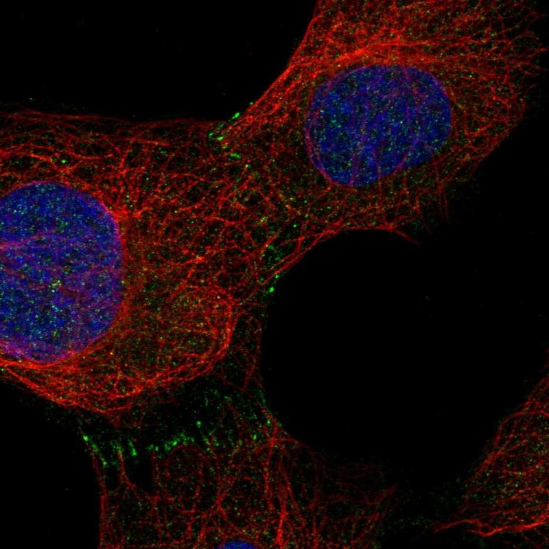 Anti-C9orf3 Antibody