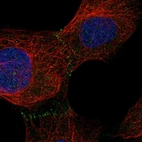 Anti-C9orf3 Antibody