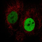Immunofluorescence staining in A431 cell line with Anti-ANLN monoclonal antibody, showing cell cycle dependent nuclear (without nucleoli) staining in green. Microtubule- and nuclear probes are visualized in red and blue respectively (where available).