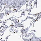 Anti-VSIG4 Antibody