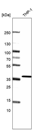 Western blot analysis in human cell line THP-1.
