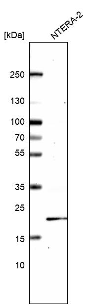 Anti-KRAS Antibody
