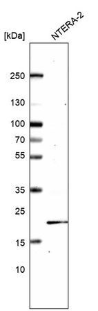 Anti-KRAS Antibody