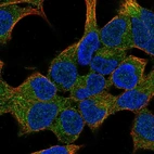 Immunofluorescent staining of human cell line HEK293 shows localization to cytosol.