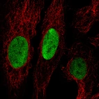 Immunofluorescence staining in U2OS cell line with Anti-ANLN monoclonal antibody, showing cell cycle dependent nuclear (without nucleoli) staining in green. Microtubule- and nuclear probes are visualized in red and blue respectively (where available).