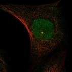 Immunofluorescent staining of human cell line SuSa shows localization to nucleoplasm & centrosome.