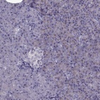 Immunohistochemical staining of human pancreas shows low expression as expected.