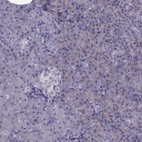 Immunohistochemical staining of human pancreas shows low expression as expected.