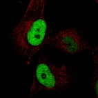 Immunofluorescence staining in U251 cell line with Anti-ANLN monoclonal antibody, showing cell cycle dependent nuclear (without nucleoli) staining in green. Microtubule- and nuclear probes are visualized in red and blue respectively (where available).