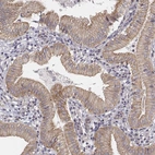 Anti-SCARF1 Antibody