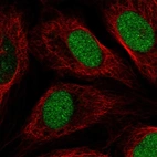 Immunofluorescent staining of human cell line U-2 OS shows localization to nucleus.