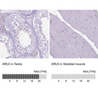 Anti-ARL9 Antibody