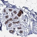 Anti-NEDD9 Antibody