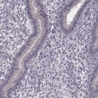 Immunohistochemical staining of human endometrium shows low expression as expected.