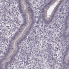 Anti-C10orf62 Antibody
