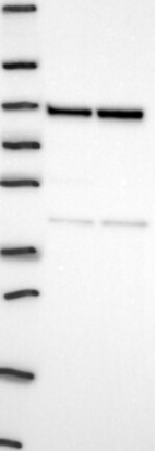 Anti-INTS13 Antibody