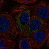 Anti-C12orf54 Antibody