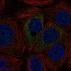 Anti-C12orf54 Antibody