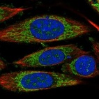 Immunofluorescent staining of human cell line PC-3 shows localization to nucleoli fibrillar center & mitochondria.