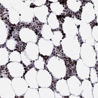 Anti-MFSD14A Antibody