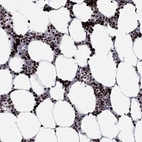Anti-MFSD14A Antibody