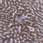 Immunohistochemical staining of human liver shows high expression.