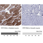 Anti-PPP1R3A Antibody