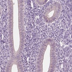 Immunohistochemical staining of human endometrium shows low expression as expected.