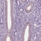 Anti-CLPSL1 Antibody