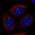 Anti-UBE2W Antibody