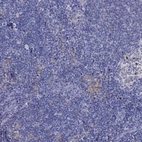 Immunohistochemical staining of human lymph node shows moderate cytoplasmic positivity in non-germinal center cells.