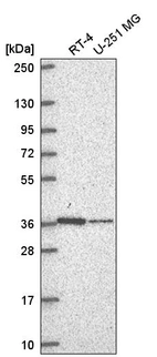 Anti-NDUFA9 Antibody