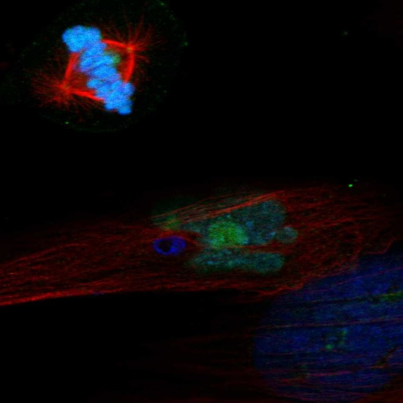 Anti-PELO Antibody