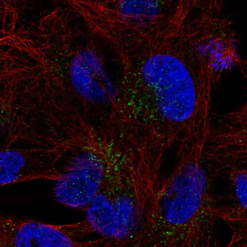Anti-FAM78B Antibody